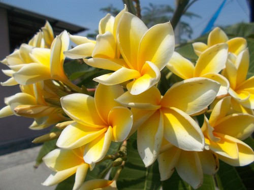 Plumeria plant live cutting - live,