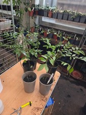 CURRY LEAF ,LIMMDI PATTA