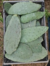 Large opuntia ficus - x1,