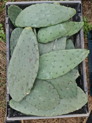 Large opuntia ficus indica - large,