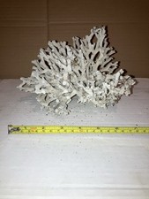 RB14 Dead Coral Reef Bone