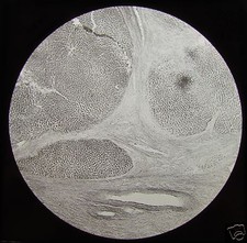 Glass Magic Lantern Slide