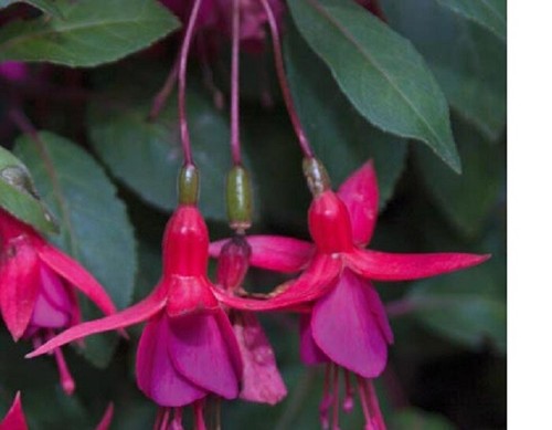 Fuchsia upright plug - 5,