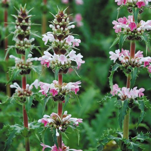 Morina longifolia rare - longifolia,