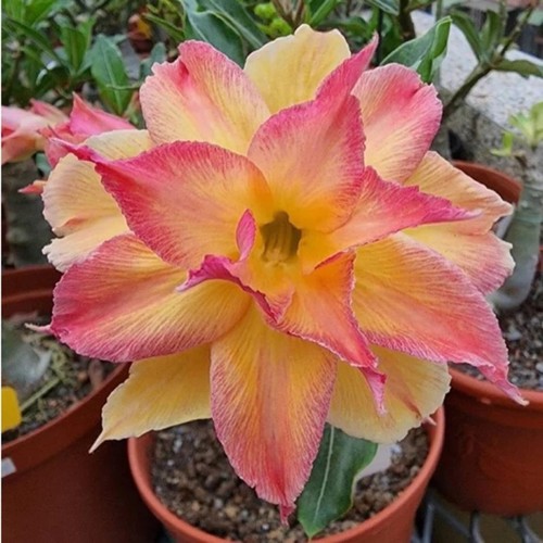 Carnival desert rose seeds - 10,