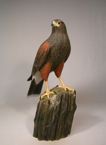 Life size harris hawk - size,