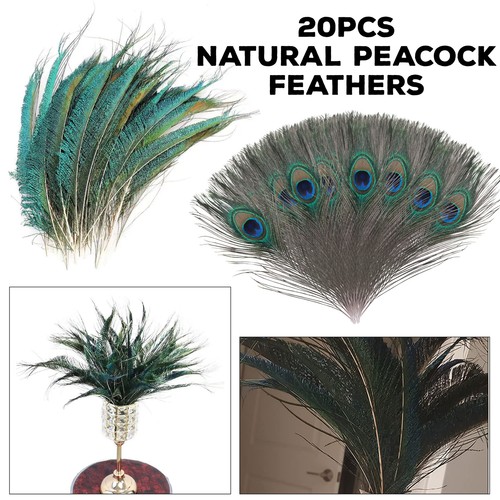 Natural peacock eye - peacock, sword