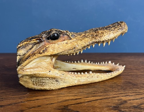 Vintage alligator head - alligator,