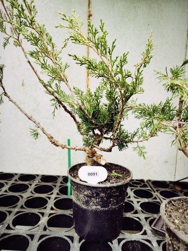 Juniper bonsai semi - bonsai,