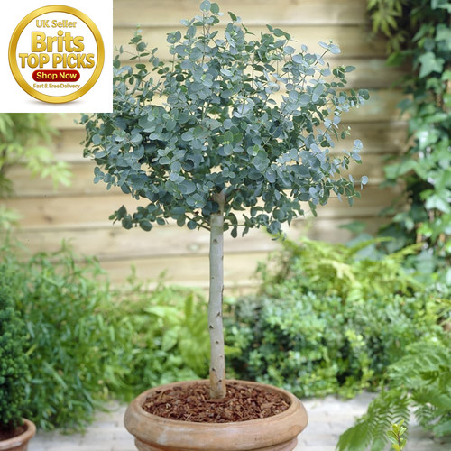 Eucalyptus tree gunnii - eucalyptus, 'gunnii'