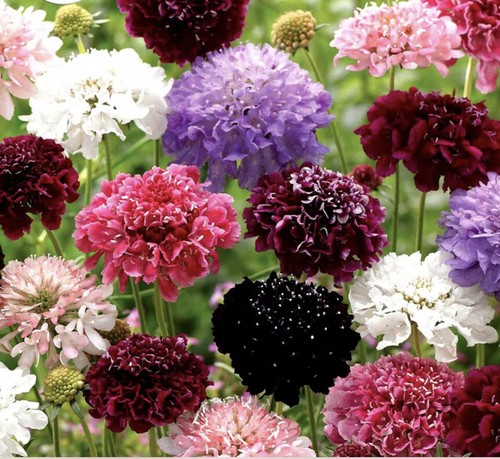 Pincushion flower double - pincushion,