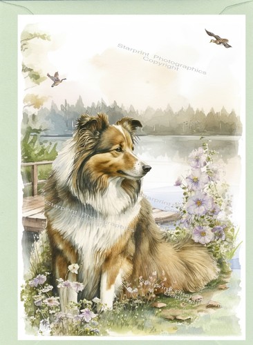 Shetland sheepdog sheltie - /sheltie, dog