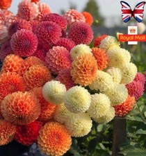 DAHLIA 25 SEEDS POM POM MIX