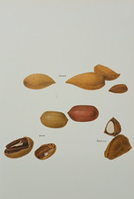 Vintage 1975 Brazil Pecan