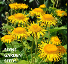 INULA HELENIUM  YELLOW