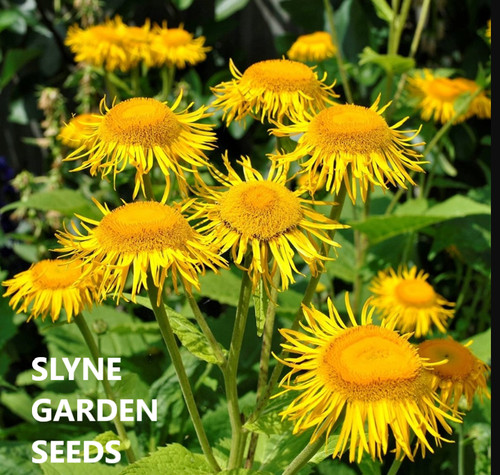 Inula helenium yellow - ,
