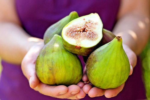 Desert king fig cuttings - 10,