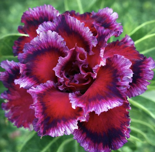 Swan dragon adenium obesum - swan,