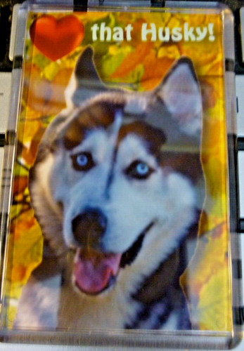 Husky dog gift fridge - dog,