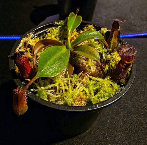 Nepenthes pitcher ceciliae - n.,