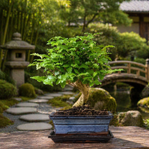 Ligustrum sinense bonsai tree - sinense,