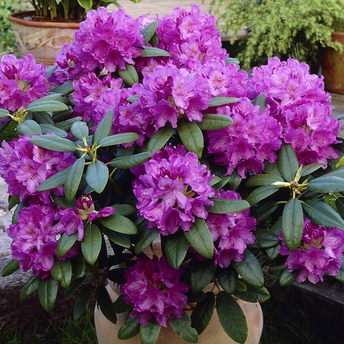 Rhododendron catawbiense - rhododendron,