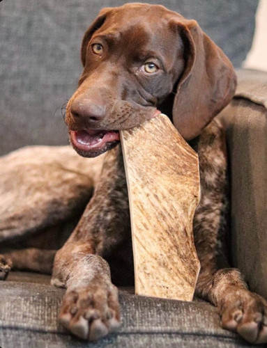 Elk antler dog chew hard - antler,