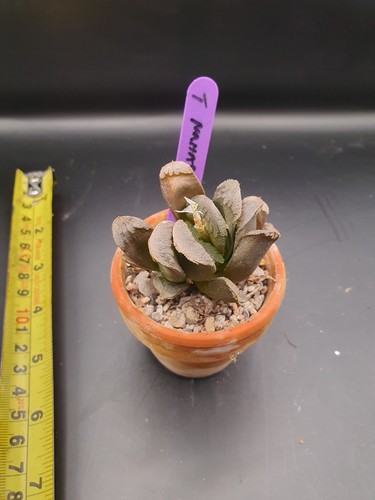 Haworthia truncata maughani - truncata,