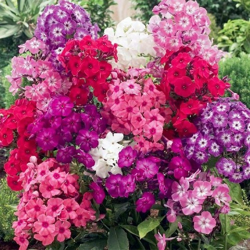 Phlox drummondii seeds - phlox,
