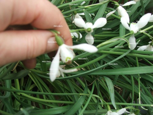 Snowdrop galanthus sir - snowdrop, herbert