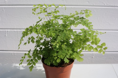 Maidenhair fern 12cm pot - maidenhair,