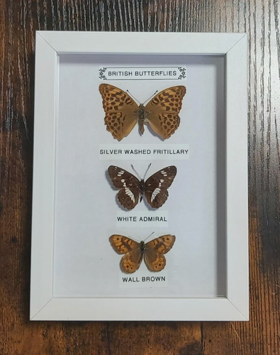 Taxidermy real framed - framed, british