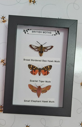 Taxidermy framed real insects - real,