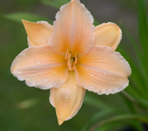 Hemerocallis daylily bali - -,
