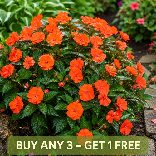 Busy lizzie seeds orange - busy, |