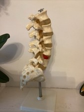 Vintage Lower Spine Model with Stand Human Spine Model