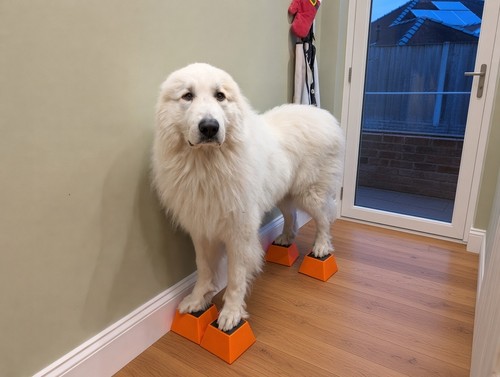 Dog training stacking blocks - dog,