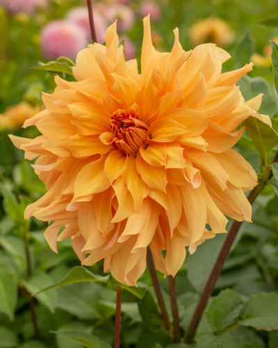 Big brother dinnerplate dahlia - big,