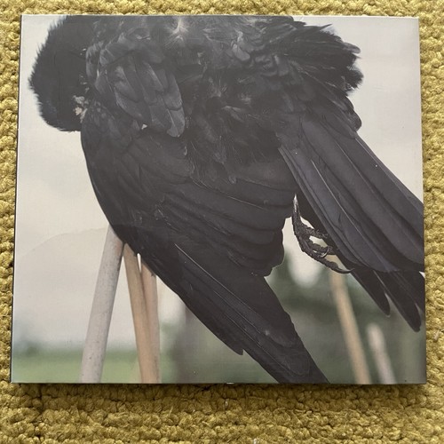 Red kite songs for crow - songs,