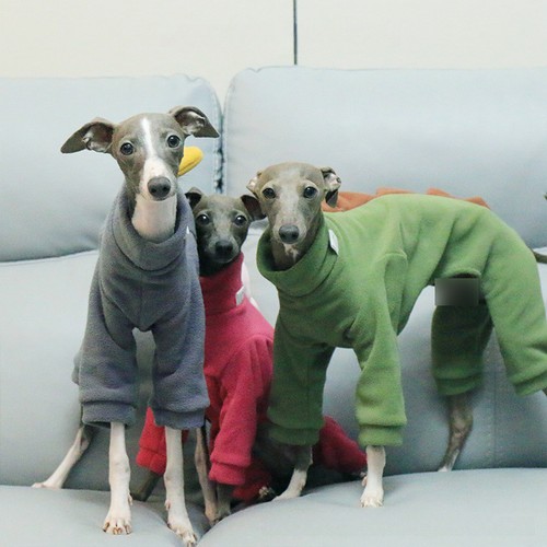 Winter polar fleece dog - winter,