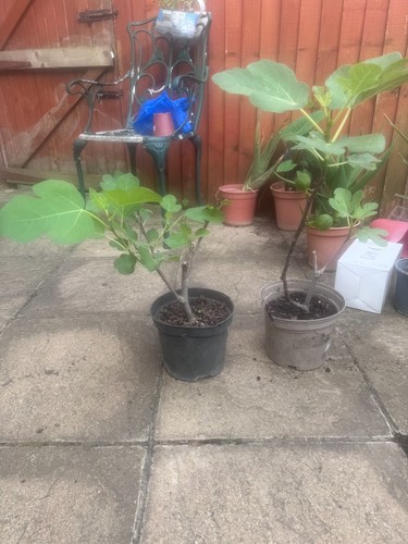 Ficus carica brown - 'brown,