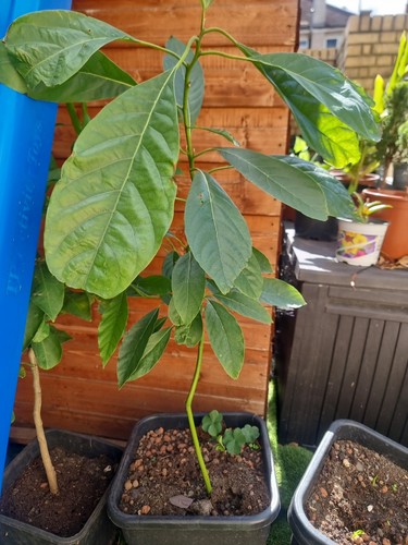 Avocado seed starter vase - seed,