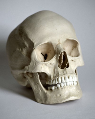 Human skull replica female - human,