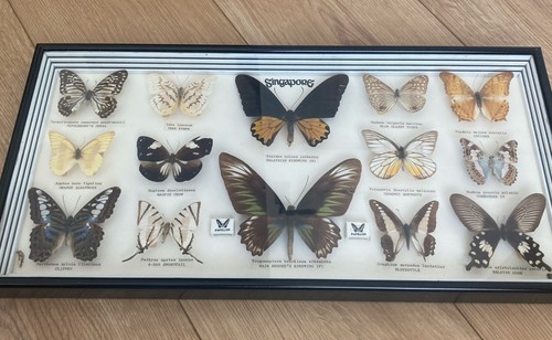 Vintage framed butterfly - 14,
