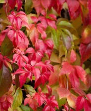Parthenocissus quinquefolia -