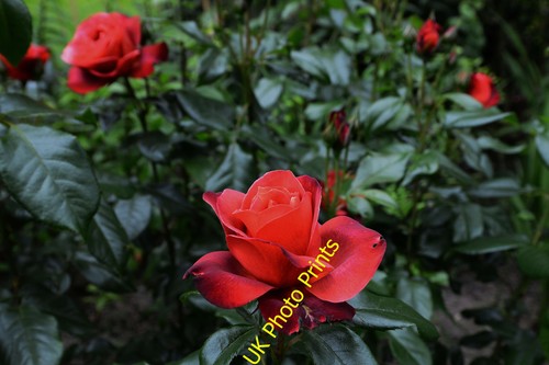 Photo pashley manor - manor, gardens