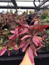 Rhipsalis Ramulosa 'Red Coral'