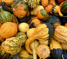 Gourds Ornamental Mix - 30x