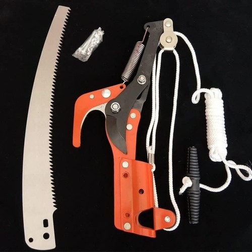 Garden tree pruning - tree, and
