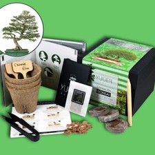 Chinese Elm Bonsai Growing Kit | Grow Your Own Bonsai Tree | Perfect Beginners